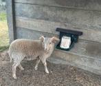 Ouessant ram lam, Dieren en Toebehoren, Schapen, Geiten en Varkens, Mannelijk, Schaap, 0 tot 2 jaar