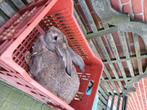 Vlaamse reus  vrouwtje, Dieren en Toebehoren, Konijnen, Vrouwelijk, Groot, 0 tot 2 jaar