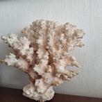 Vintage echt wit koraal.  decoratief exemplaar    ca 1970s, Enlèvement ou Envoi