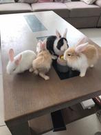 Dwerg konijnen te koop, Dwerg