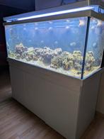 Red sea 650 zeeaquarium, Ophalen