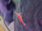 Vuurgarnalen te koop, Dieren en Toebehoren, Vissen | Aquariumvissen