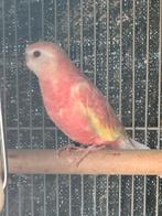 Ino opaline bourke van 2025, Vrouwelijk, Parkiet, Geringd