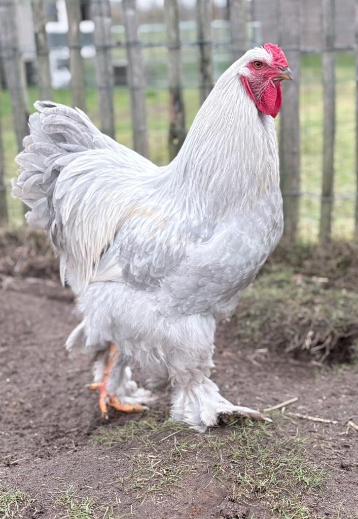 Brahma Isabel Patrijs, Dieren en Toebehoren, Pluimvee, Kip, Mannelijk