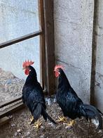 Leghorn, Dieren en Toebehoren, Pluimvee, Mannelijk, Kip