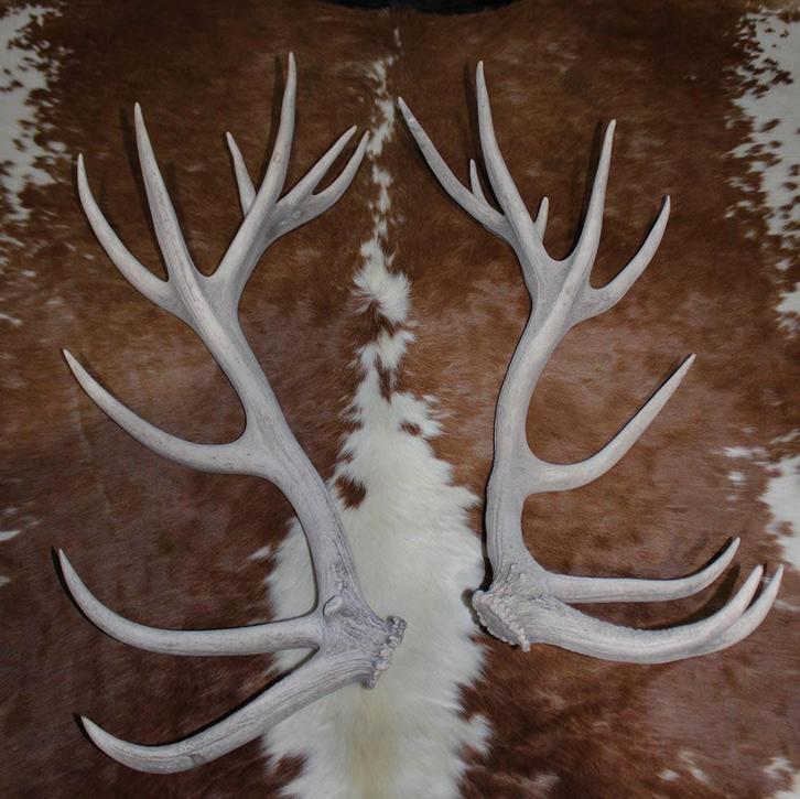 Groot paar EDELHERT GEWEI AFWERPSTANGEN - 20-ender - ref. i, Verzamelen, Dierenverzamelingen, Gebruikt, Gewei of Kop, Hert, Ophalen