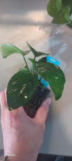 Anubias Barteri, Animaux & Accessoires, Poissons | Aquariums & Accessoires, Plante(s), Pierre ou Bois, Enlèvement ou Envoi, Neuf