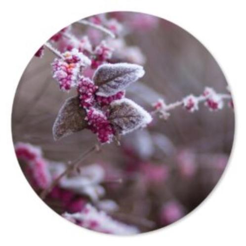 Muurcirkel Winter berry, Huis en Inrichting, Woonaccessoires | Wanddecoraties, Nieuw, Ophalen of Verzenden