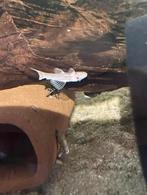 8 Ancistrus Snow White, Dieren en Toebehoren