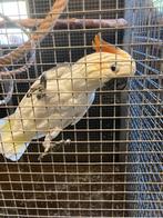 Oranjekuif kaketoe, Dieren en Toebehoren, Mannelijk, Papegaai, Pratend
