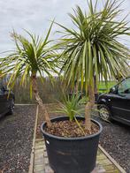 Cordyline Australis - Koolpalm, Jardin & Terrasse, Enlèvement, Ombre partielle