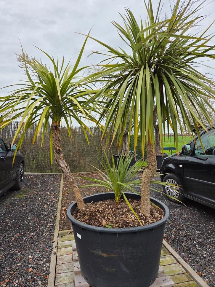 Cordyline Australis - Koolpalm, Jardin & Terrasse, Plantes | Arbres, Ombre partielle, Enlèvement