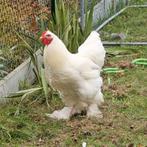 Jonge witte brahma haan, Dieren en Toebehoren, Pluimvee, Mannelijk, Kip