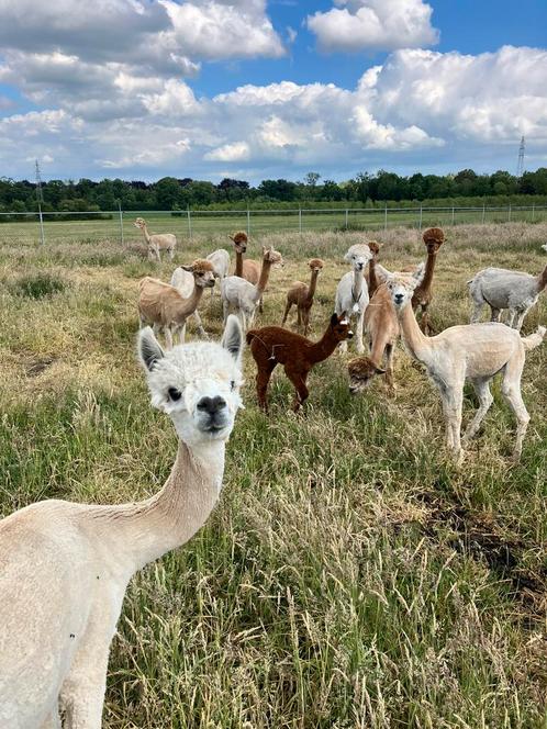 diverse alpaca’s: (drachtige) merries, dekhengsten, veulens, Dieren en Toebehoren, Overige Dieren, Meerdere dieren, Mei