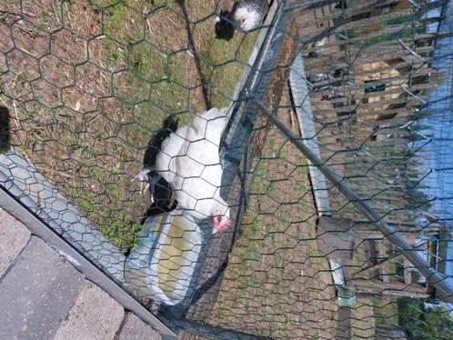 Jonge poule de bress haan, Dieren en Toebehoren, Pluimvee, Kip, Mannelijk
