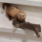Taxidermie Fret Bunzing op boomstam, Ophalen of Verzenden