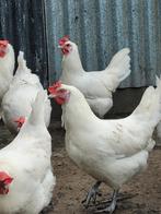 Broedeieren Poule de Bresse, Animaux & Accessoires