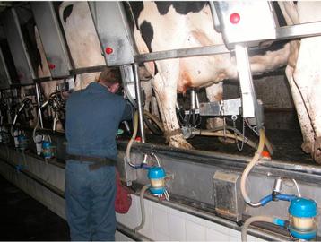 Recherche d’emploi dans une ferme bovine viande ou laitière