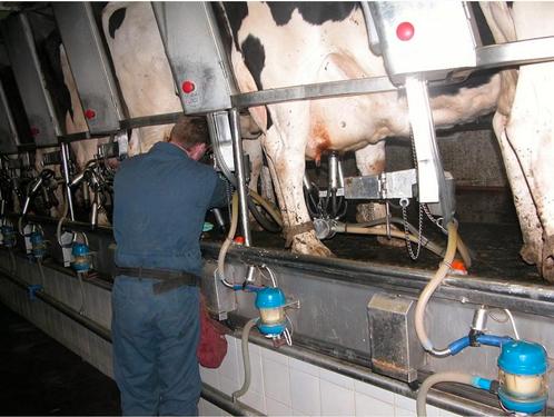 Op zoek naar een baan op een rund-, vlees- of melkveebedrijf, Vacatures, Vacatures | Landbouw, Natuur en Milieu