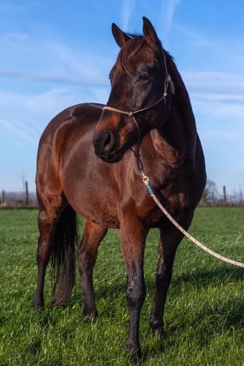 Prachtige Ierse volbloed (geen rijpaard), Dieren en Toebehoren, Paarden, Ruin, Niet van toepassing, Minder dan 160 cm, 3 tot 6 jaar