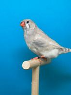 Pastel bleekrug pop split zwb orb, Dieren en Toebehoren, Vrouwelijk, Tropenvogel, Geringd