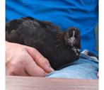 2 jonge kipjes, Dieren en Toebehoren