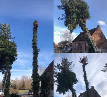 BOMEN snoeien verwijderen kappen rooien zagen boomverzorge