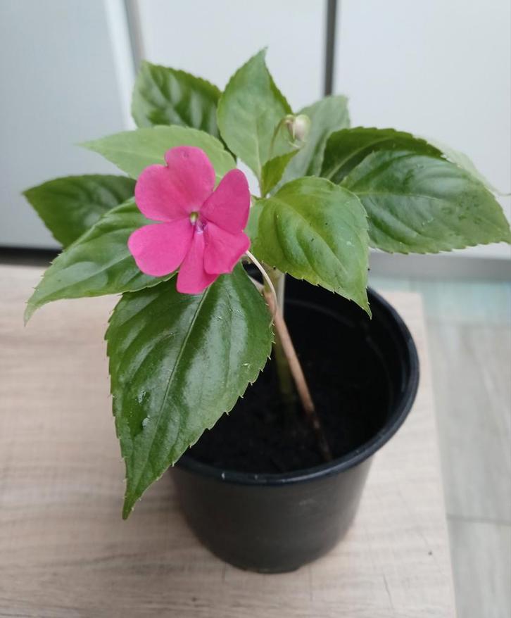 Plantes d'intérieur. "IMPATIENTE", Maison & Meubles, Plantes d'intérieur, Enlèvement