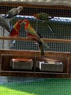 Rosella 's, Dieren en Toebehoren, Vogels | Parkieten en Papegaaien, Meerdere dieren, Parkiet, Geringd