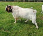 Boergeit boerbok, Dieren en Toebehoren, Schapen, Geiten en Varkens, Mannelijk, Geit, 3 tot 5 jaar