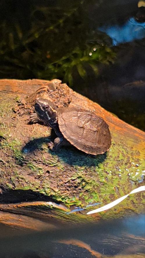 Muskusschildpadjes, Dieren en Toebehoren, Reptielen en Amfibieën