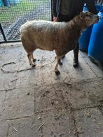 Schapen bok, Animaux & Accessoires, Moutons, Chèvres & Cochons, Mâle, Mouton, 3 à 5 ans