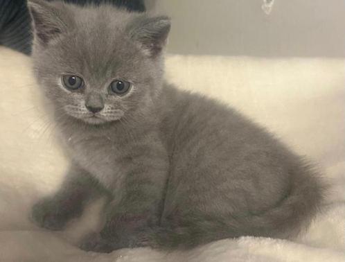 Brits korthaar kittens ️, Dieren en Toebehoren, Katten en Kittens | Raskatten | Korthaar, Meerdere dieren, 0 tot 2 jaar, Gechipt
