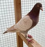 Koppel kleurpostduiven, Dieren en Toebehoren, Vogels | Duiven, Meerdere dieren, Postduif