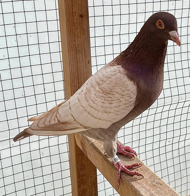 Koppel kleurpostduiven, Dieren en Toebehoren, Vogels | Duiven, Postduif, Meerdere dieren