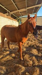 stalling veulen/pony/paard. eventueel training, Dieren en Toebehoren, Zadelmak