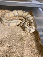 Colectie ball pythons, Dieren en Toebehoren, Slang