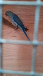 Halsband parkiet 2025, Dieren en Toebehoren, Vogels | Parkieten en Papegaaien, Parkiet, Geringd