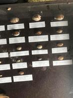 Cyprae verzameling, Verzamelen, Ophalen, Schelp(en)