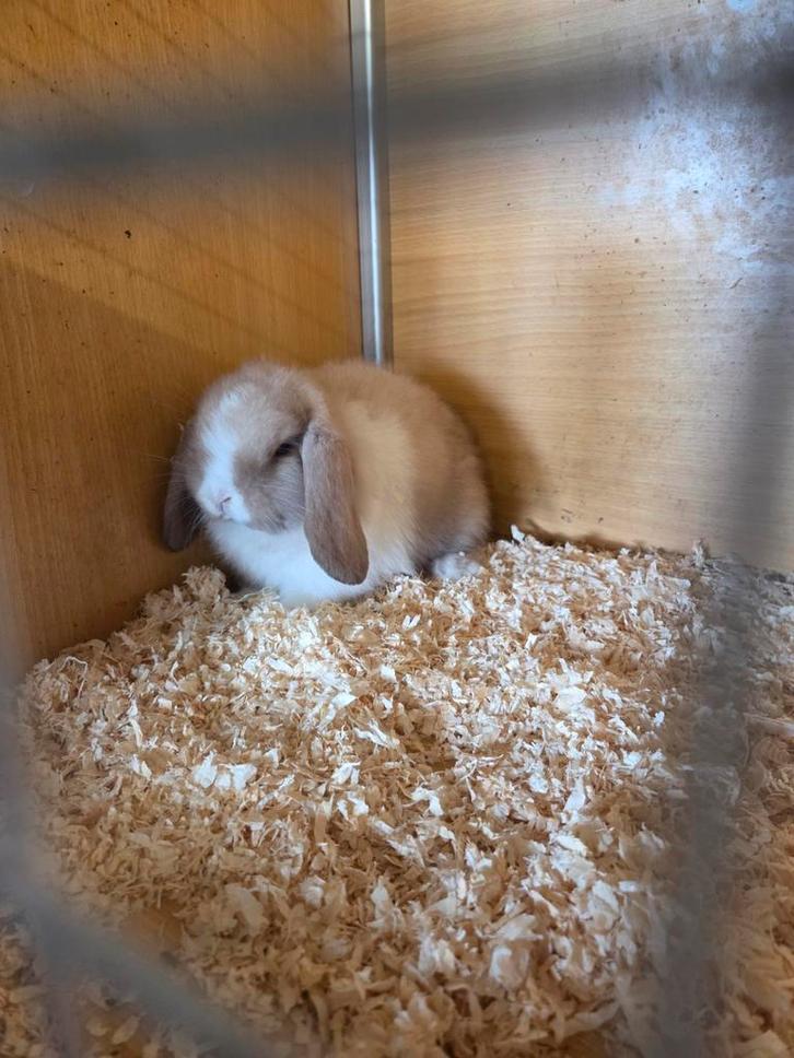 2 supermooie minilop konijntjes, Dieren en Toebehoren, Konijnen, Klein, Mannelijk, 0 tot 2 jaar, Hangoor