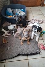 Mooie speciale jack russell pups op boerderij ouders aanw., Dieren en Toebehoren, Honden | Jack Russells en Terriërs, België, Jack Russell Terriër