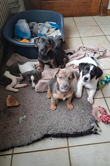 Mooie speciale jack russell pups op boerderij ouders aanw. beschikbaar voor biedingen