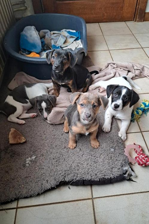 Mooie speciale jack russell pups op boerderij ouders aanw., Dieren en Toebehoren, Honden | Jack Russells en Terriërs, Meerdere dieren