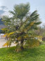 Winterharde palmbomen te koop, Ophalen, Palmboom