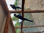 Blauwe pennant te koop, Dieren en Toebehoren