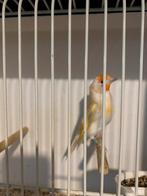 Putter bruinpastel, Dieren en Toebehoren, Vogels | Kanaries