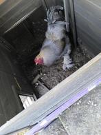 Brahma haan, Dieren en Toebehoren, Pluimvee