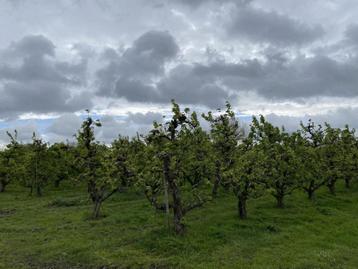 Boerderij te koop in Sint-Pauwels beschikbaar voor biedingen