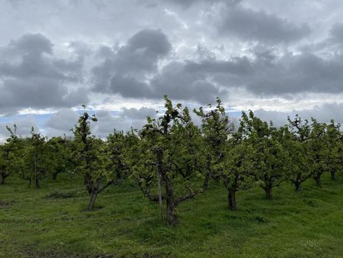 Boerderij te koop in Sint-Pauwels, Immo, Huizen en Appartementen te koop, Overige soorten