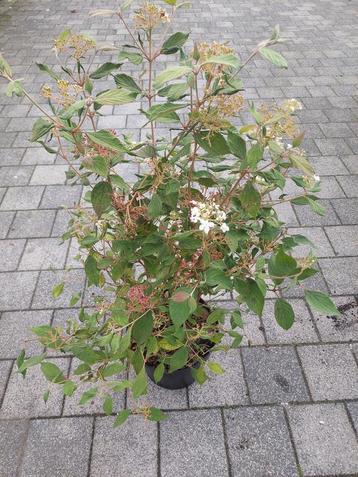 Viburnum watanabe  beschikbaar voor biedingen